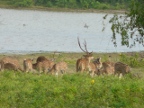 Spotted-Deer.JPG (189 KB)